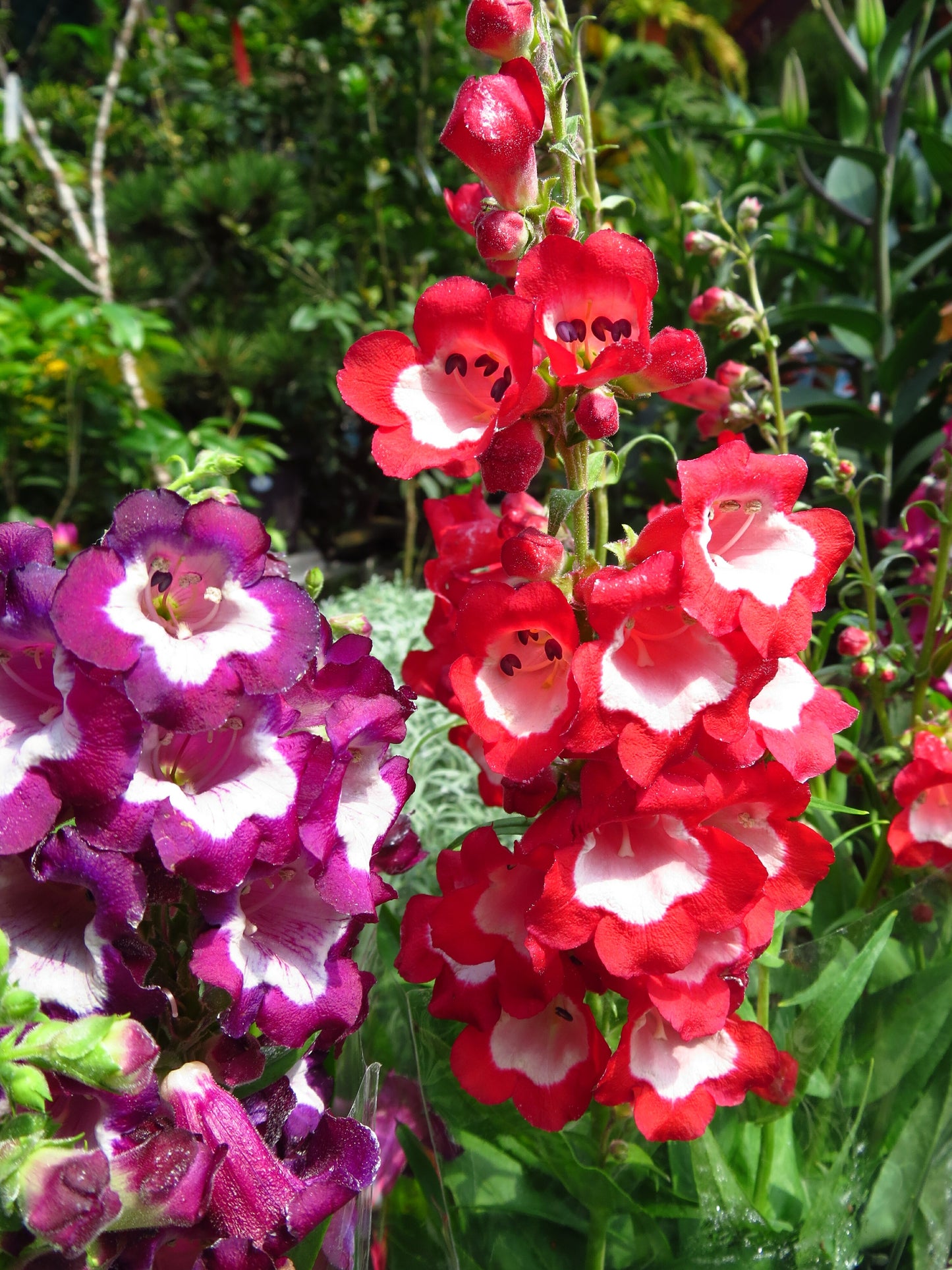 100 SENSATION MIX PENSTEMON Hartwegii Beardtongue Mixed Colors Two Tone Red, Pink, White, Purple, White Flower Seeds