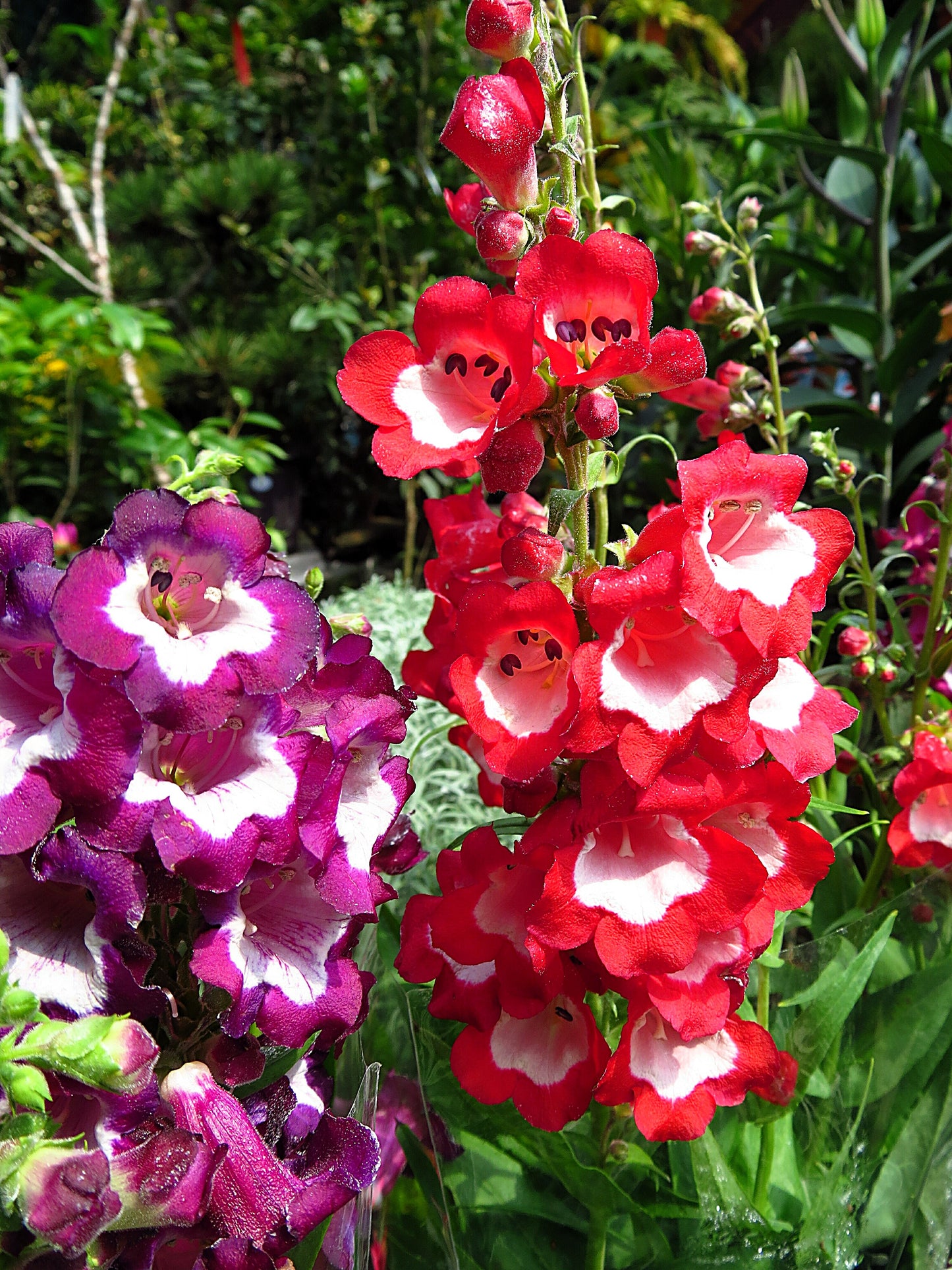 10 SCARLET PENSTEMON Hartwegii Beardtongue Red & White Flower Seeds