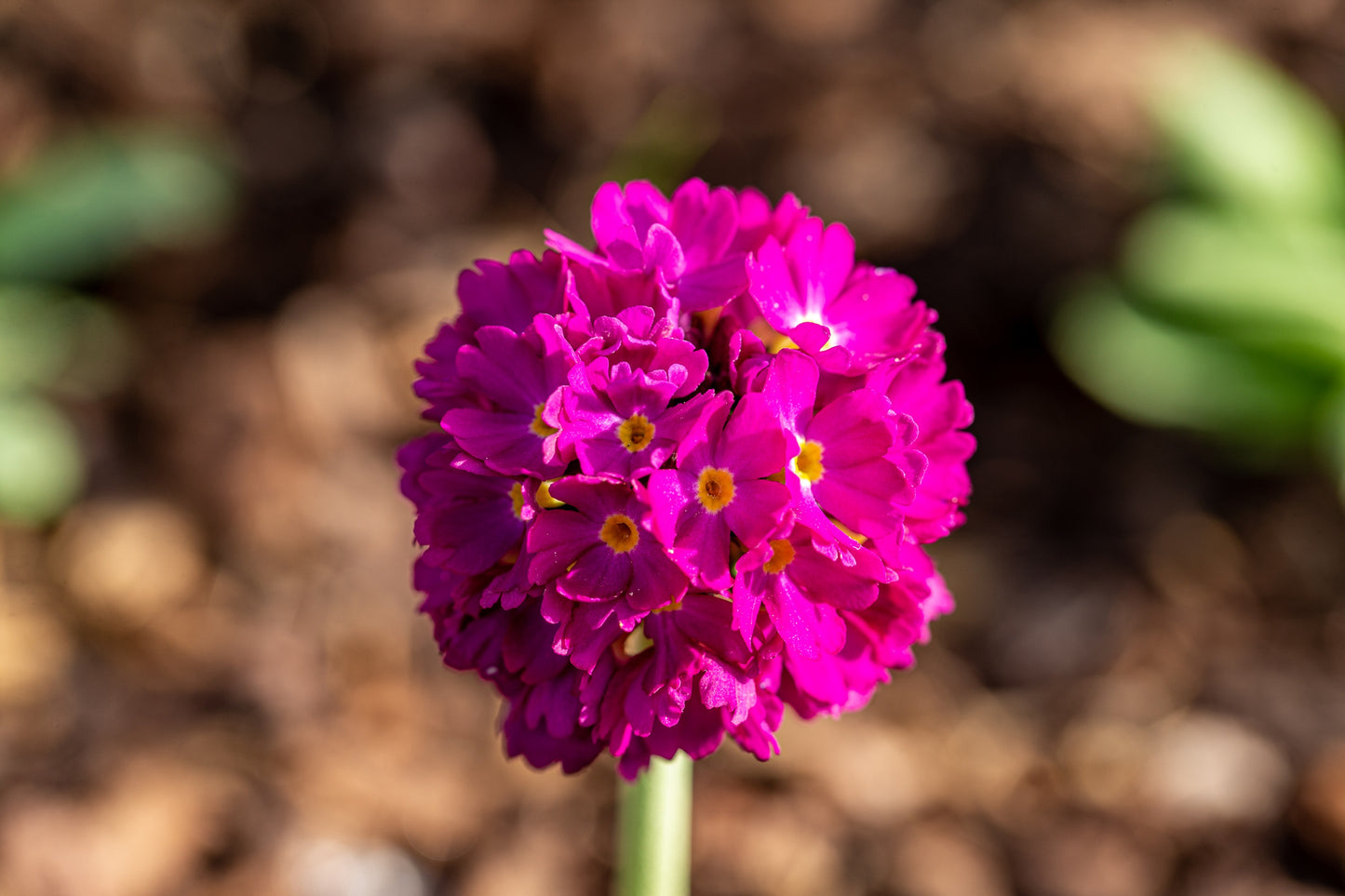 30 DRUMSTICK PRIMROSE MIX Primula Denticulata Mixed Colors Himalayan Moist Flower Seeds