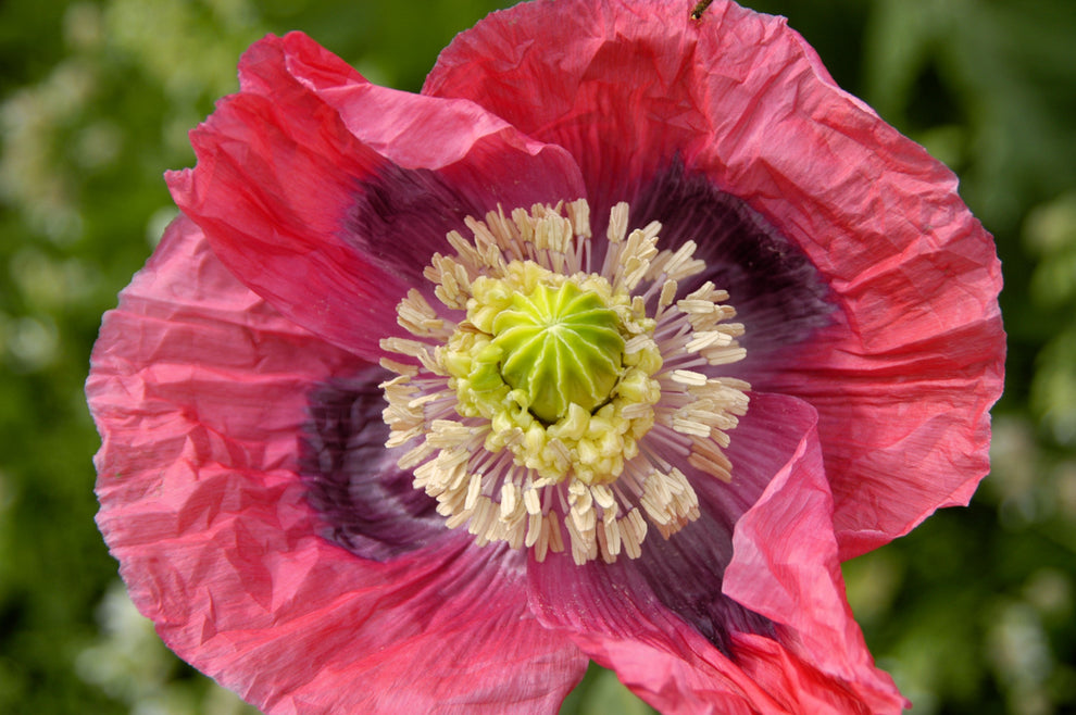 1000 POPPY 