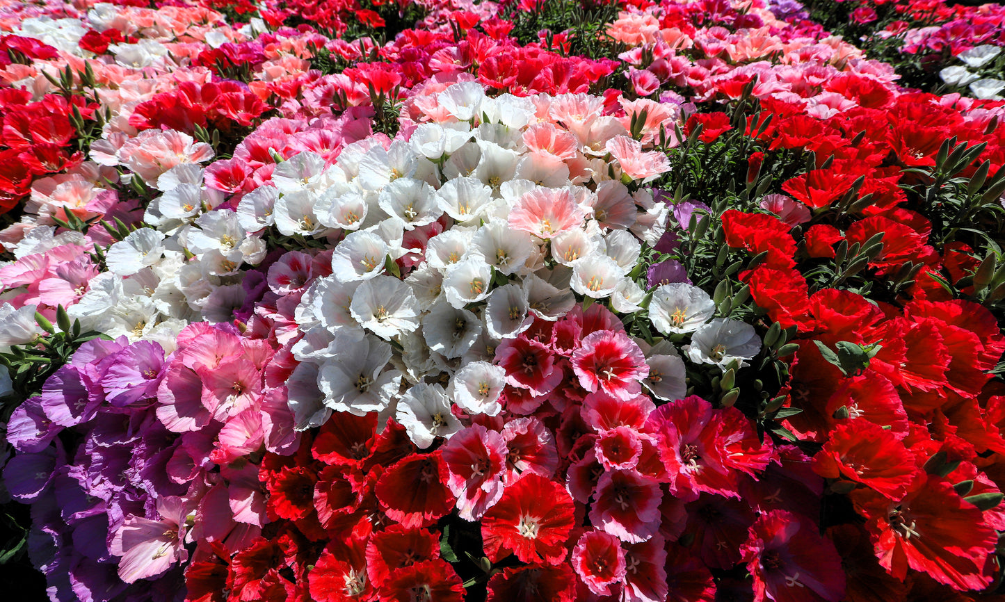 500 MIXED COLORS GODETIA Clarkia Amoena Flower Seeds