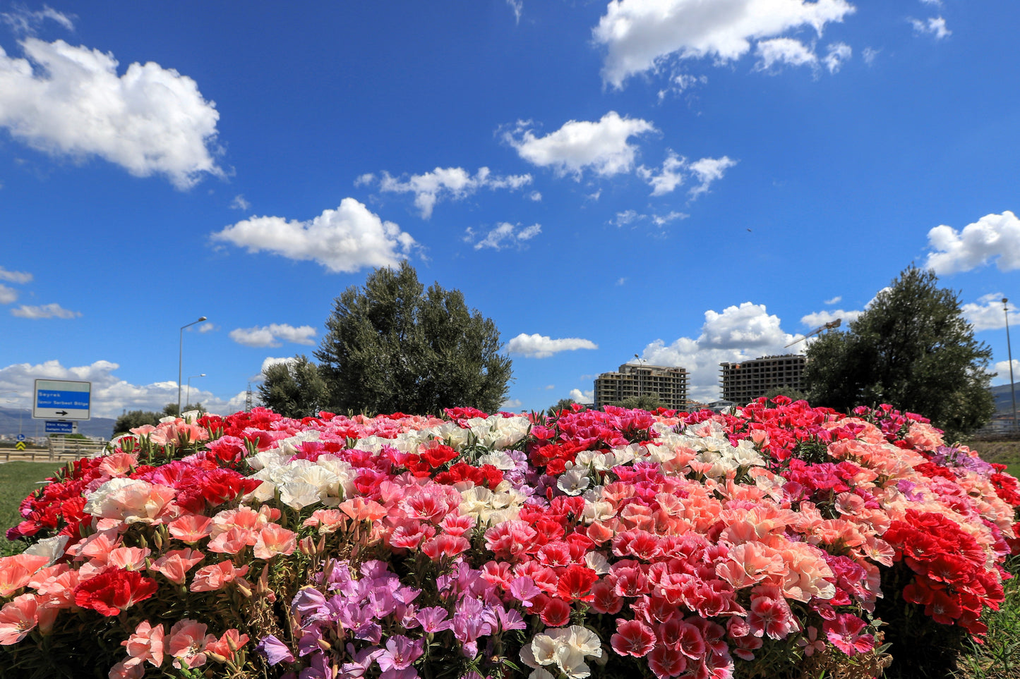 500 MIXED COLORS GODETIA Clarkia Amoena Flower Seeds