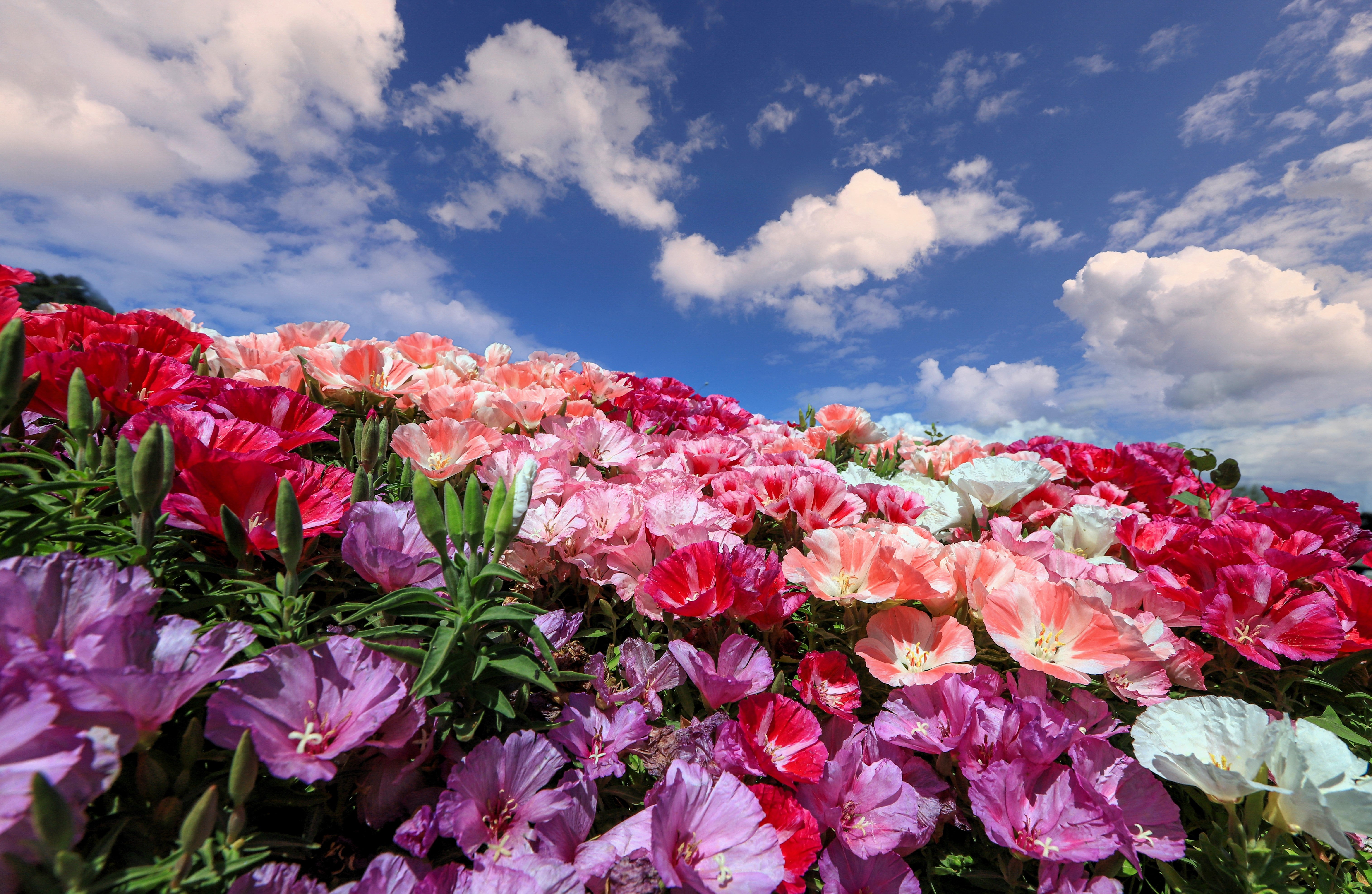 Seedville Godetia Clarkia Amoena Flower Seeds - Thumbnail 5