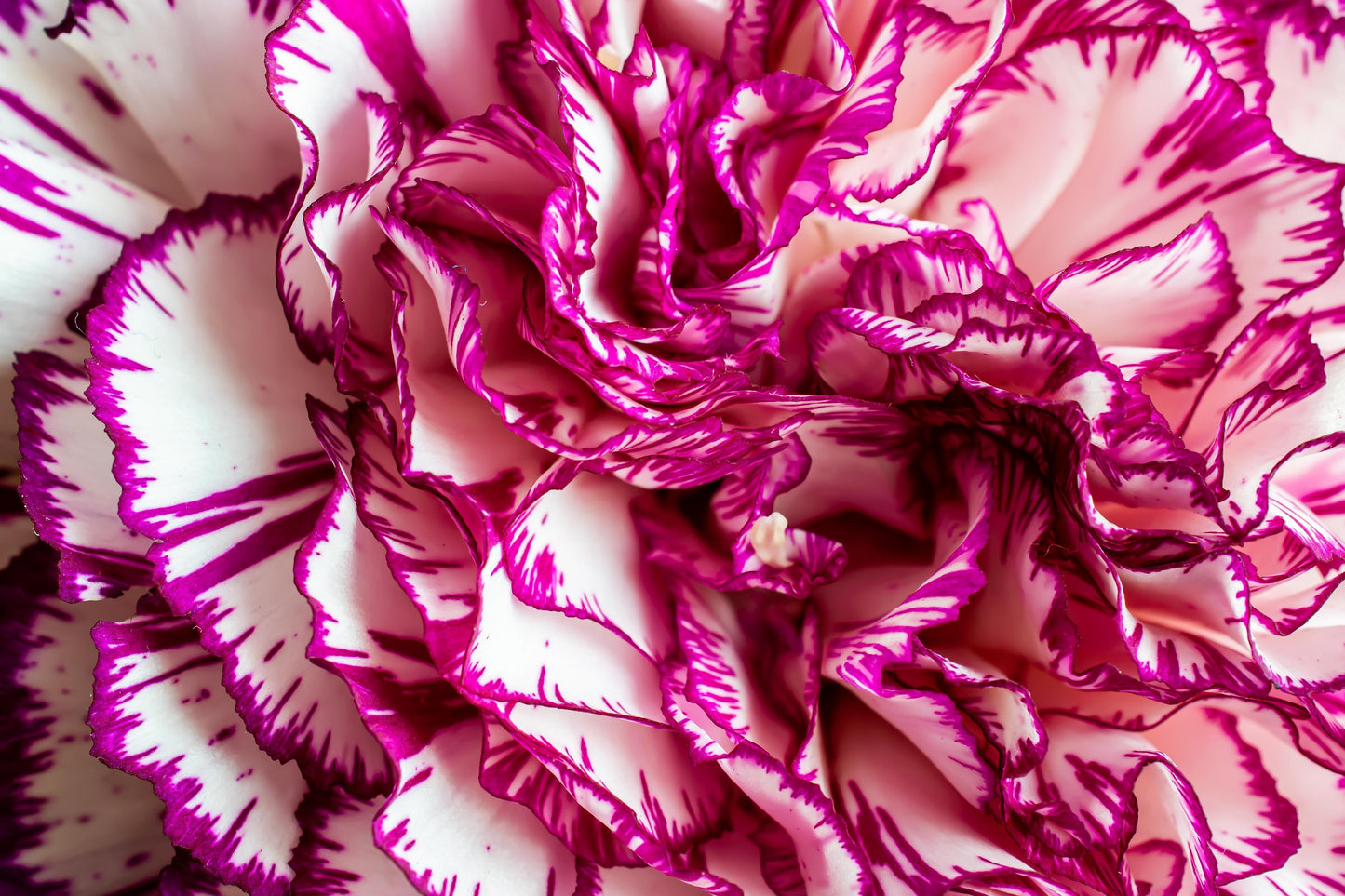 100 RAINBOW CARNATION Mix Mixed Colors Dianthus Caryophyllus Flower Seeds