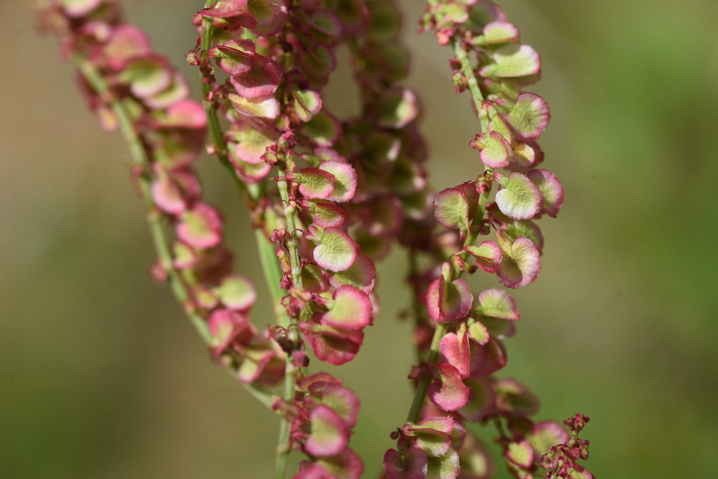 200 LARGE LEAF SORREL (Garden Sorrel / Spinach Dock / Redshank) Rumex Acetosa Vegetable Seeds