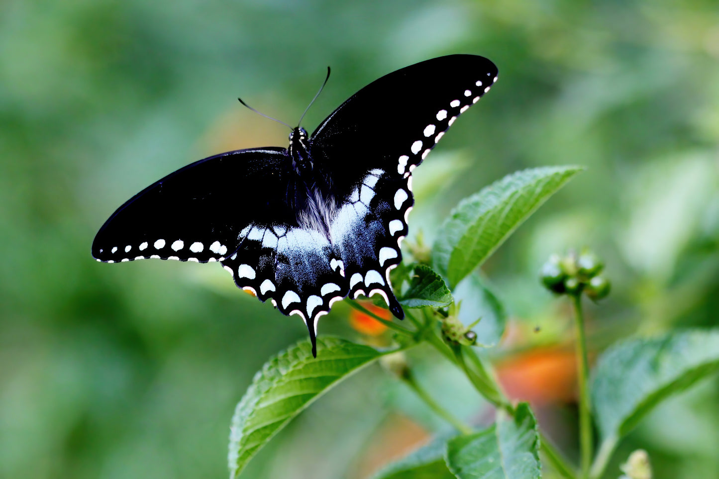 10 SPICEBUSH Wild Allspice Lindera Benzoin Northern Spice Bush Red Berry Yellow Flower Seeds