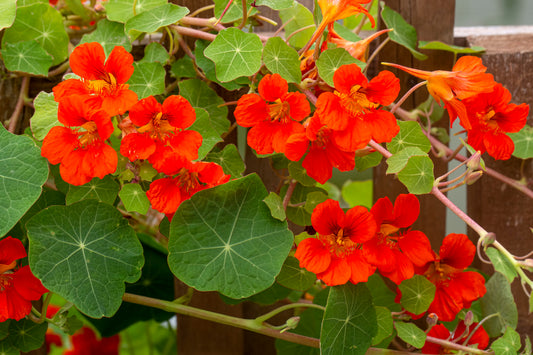 25 Dwarf RED EMPRESS NASTURTIUM Tropaeolum Majus Nanum Hummingbird Flower Seeds