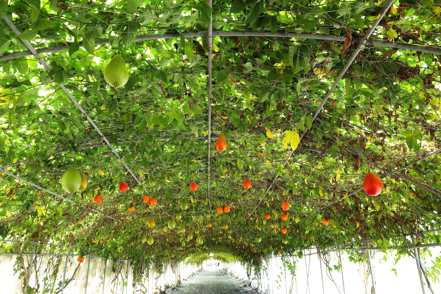 2 GAC FRUIT Gac Melon Vine Momordica Cochinchinensis Seeds