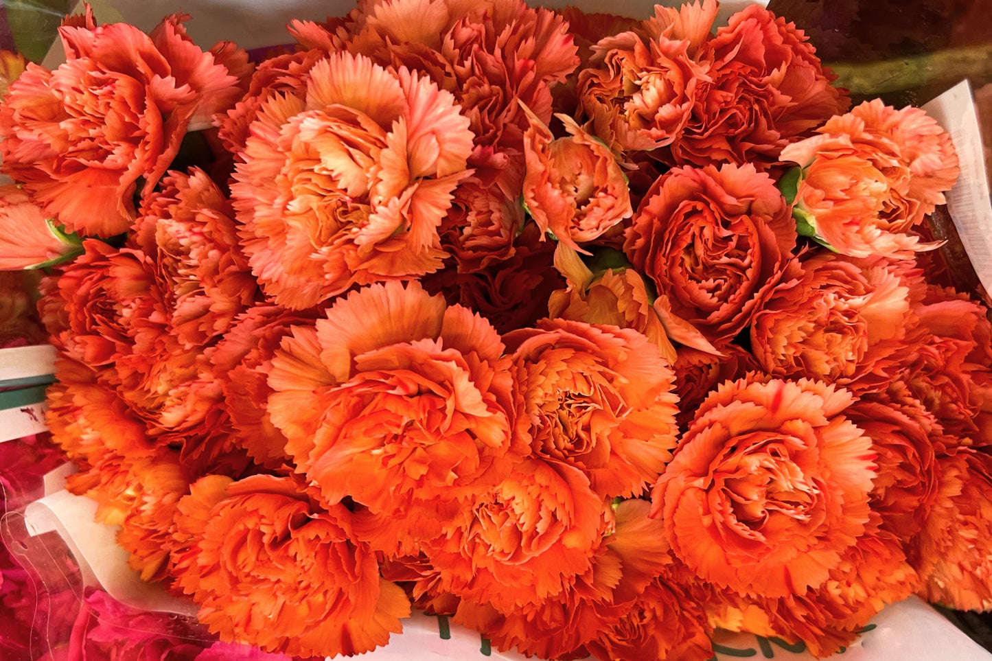 50 ORANGE CARNATION Dianthus Caryophyllus Chabaud Double Flower Seeds