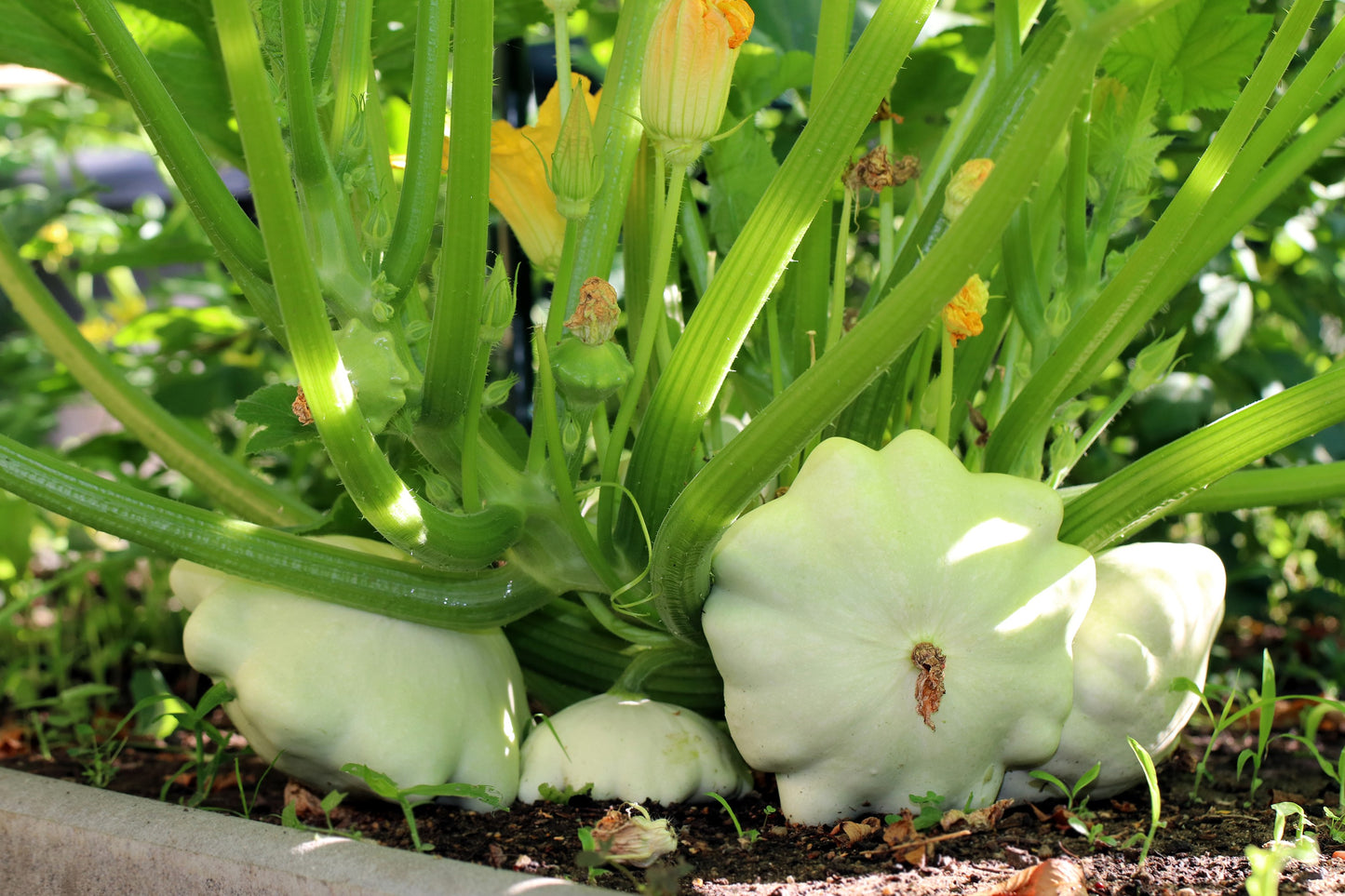 50 WHITE Bush SCALLOP SQUASH (Patty Pan / Paty Pan / Squanter Squash) Summer Cucurbita Pepo Vegetable Seeds