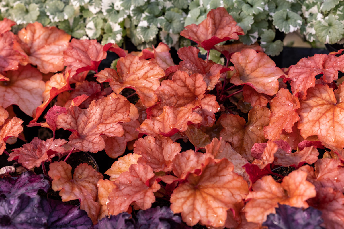 1200 Mixed Colors CORAL BELLS HEUCHERA Sun or Shade Flower Seeds