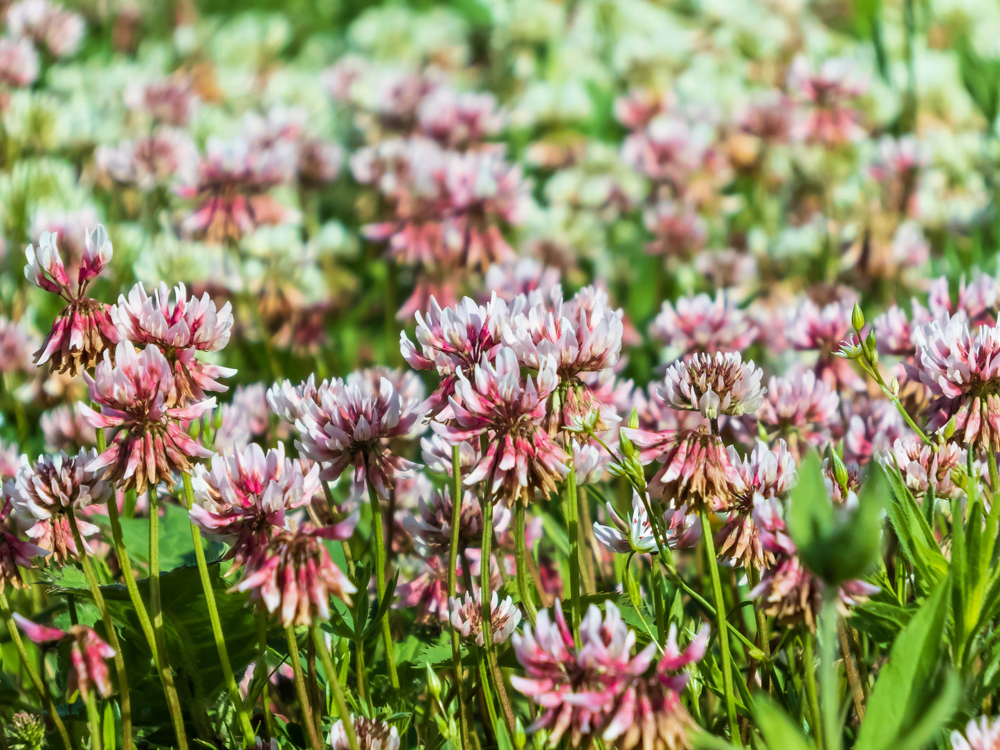 1500 ALSIKE CLOVER Trifolium Hybridum Pink & White Flower Legume Seeds