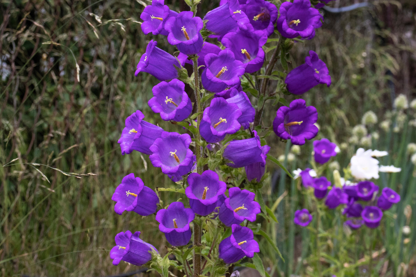 200 Blue CANTERBURY BELLS - CAMPANULA Medium Flower Seeds