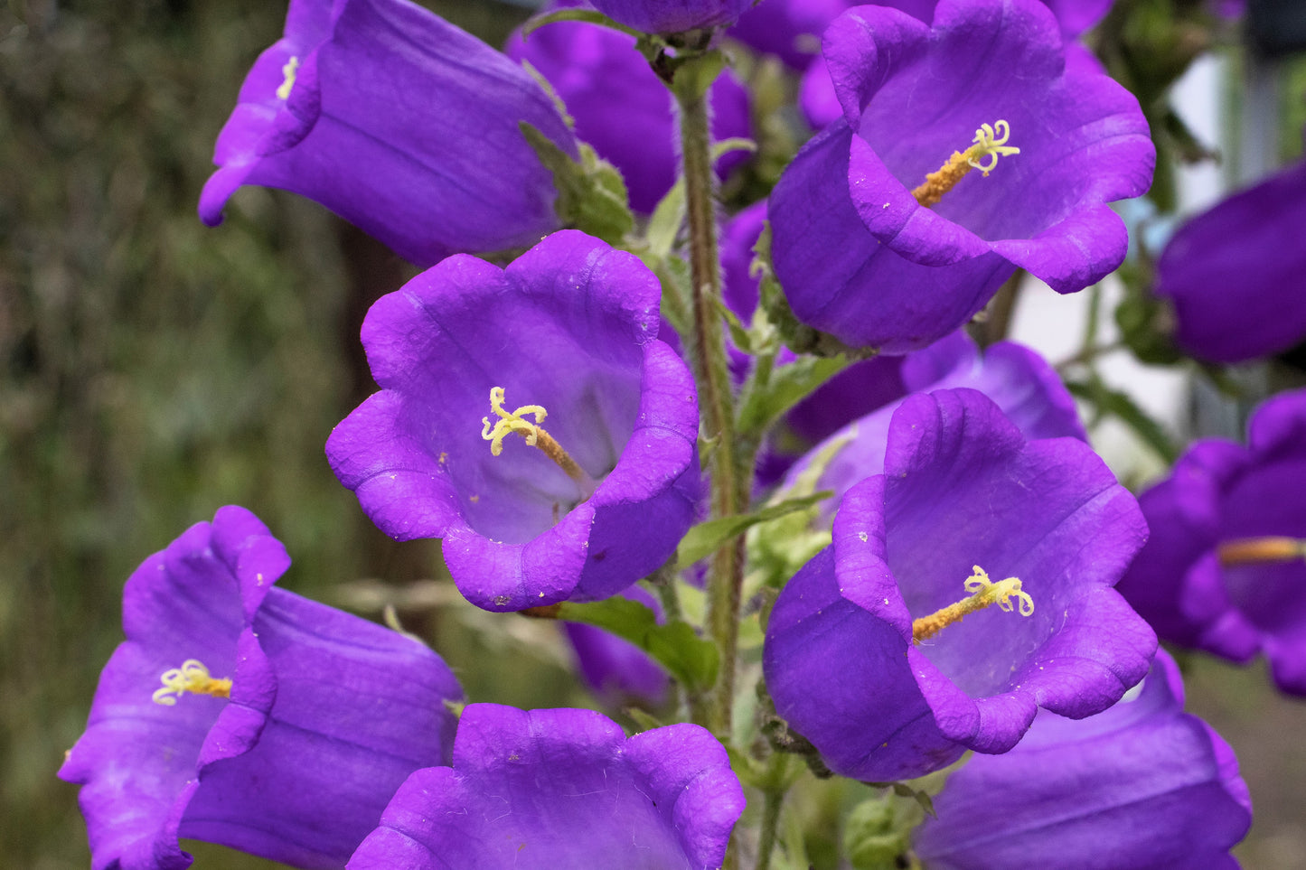 200 Blue CANTERBURY BELLS - CAMPANULA Medium Flower Seeds