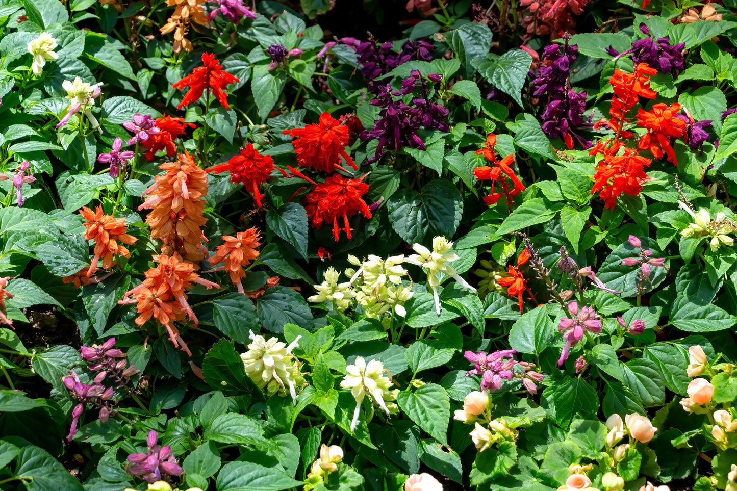 100 MIXED COLORS SALVIA Splendens Red Purple White Pink Sage Flower Seeds