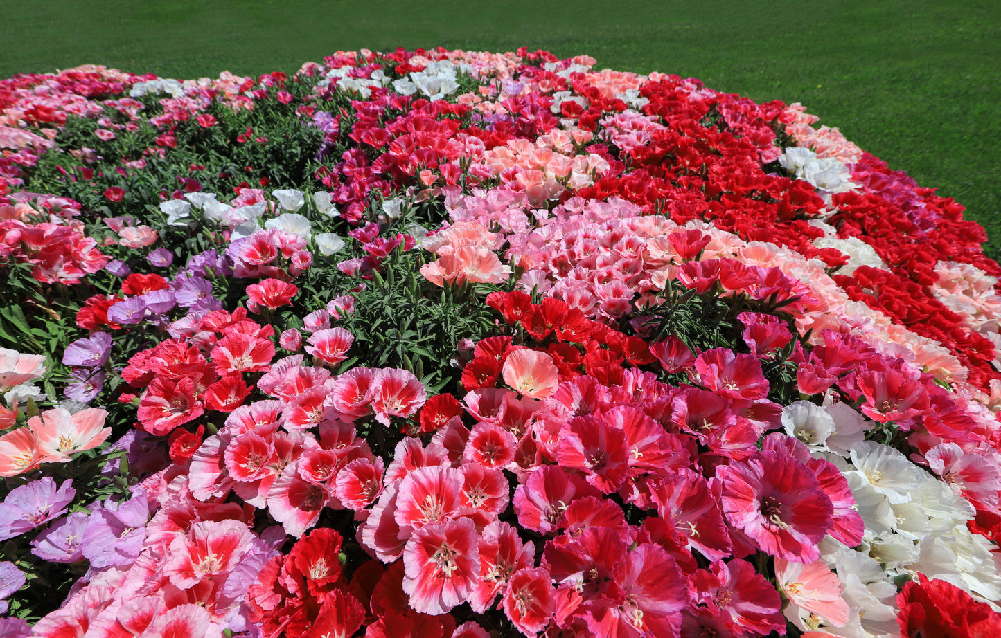 500 MIXED COLORS GODETIA Clarkia Amoena Flower Seeds