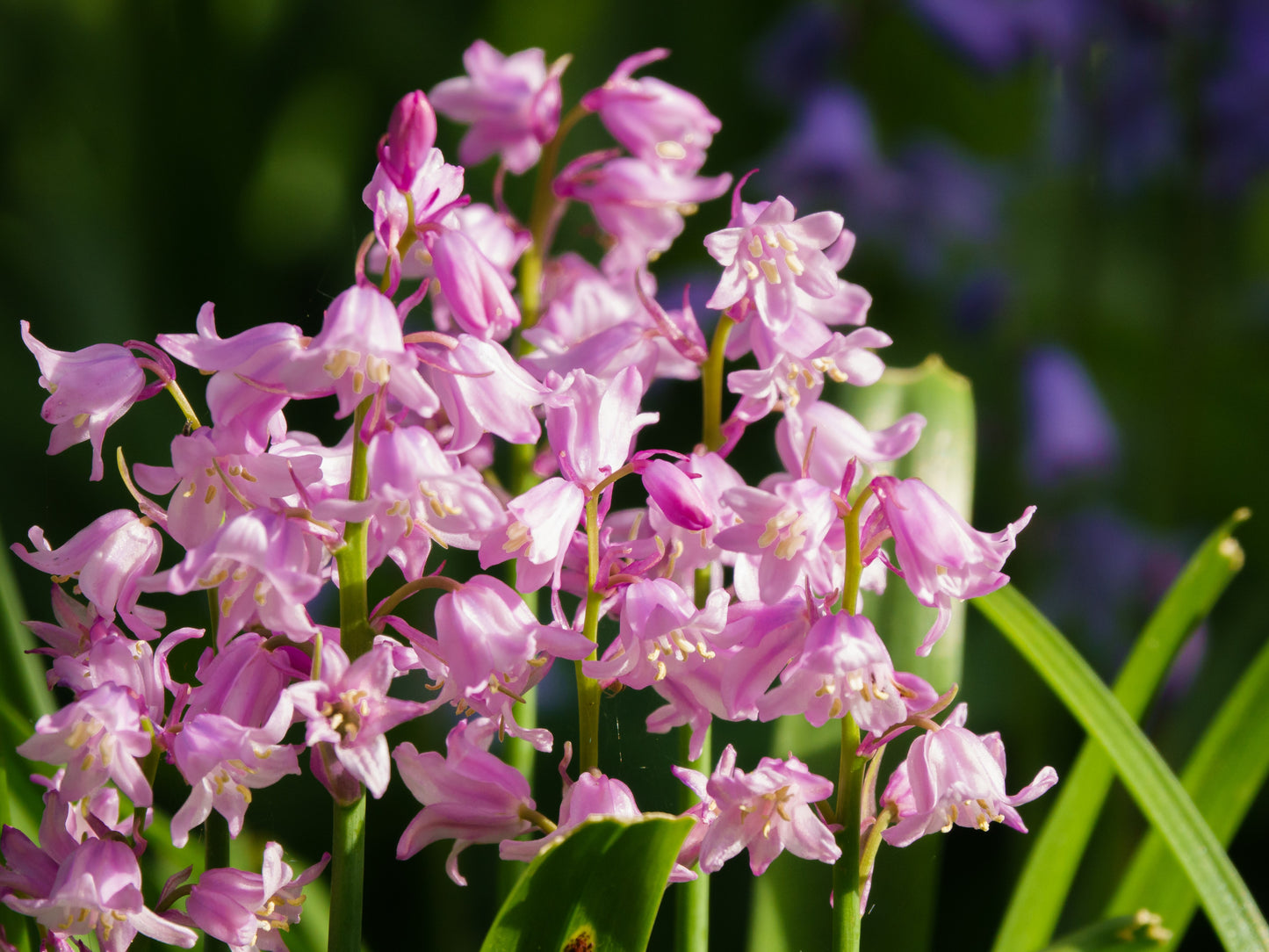 10 WOOD HYACINTH Mixed Colors English Woodland Spanish Bluebell Scilla Campanulata Hyacinthoides Hispanica Pink Purple White Flower Seeds