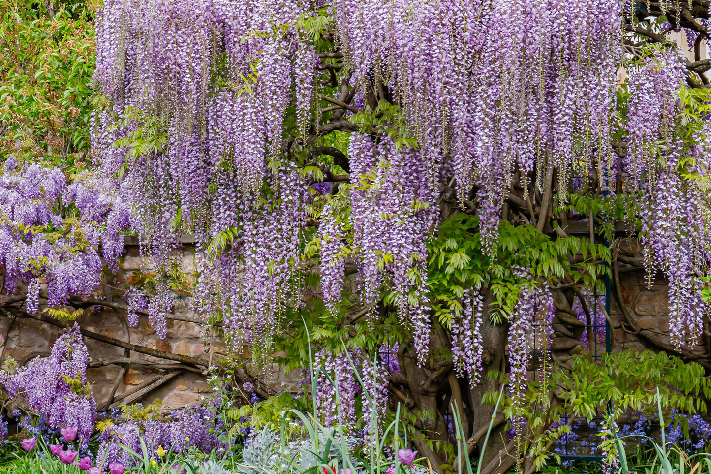purple wisteria flower seeds 5 JAPANESE WISTERIA Floribunda Flower Purple Ornamental Vine Climber S – Seedville USA