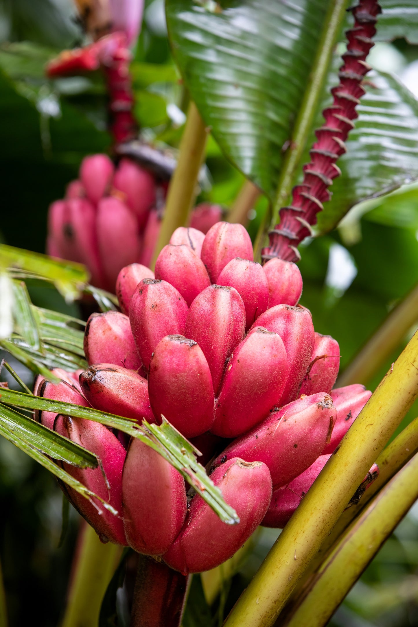 5 DWARF PINK BANANA Velvet Musa Velutina Flowering Fruit Tree Seeds