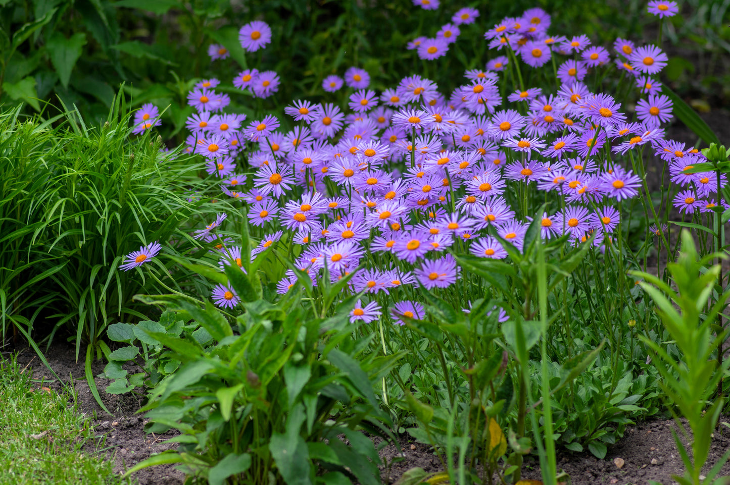 50 Blue EAST INDIES ASTER Tongolensis Flower Seeds