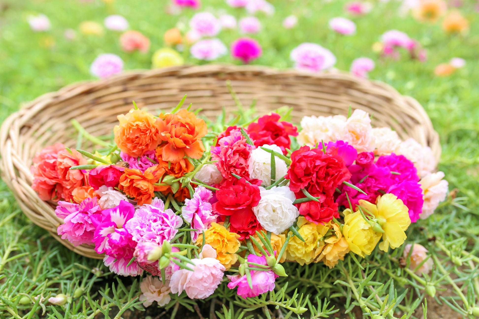 moss rose seeds 100 Mixed Colors PORTULACA MOSS ROSE Grandiflora Flower Seeds – Seedville USA