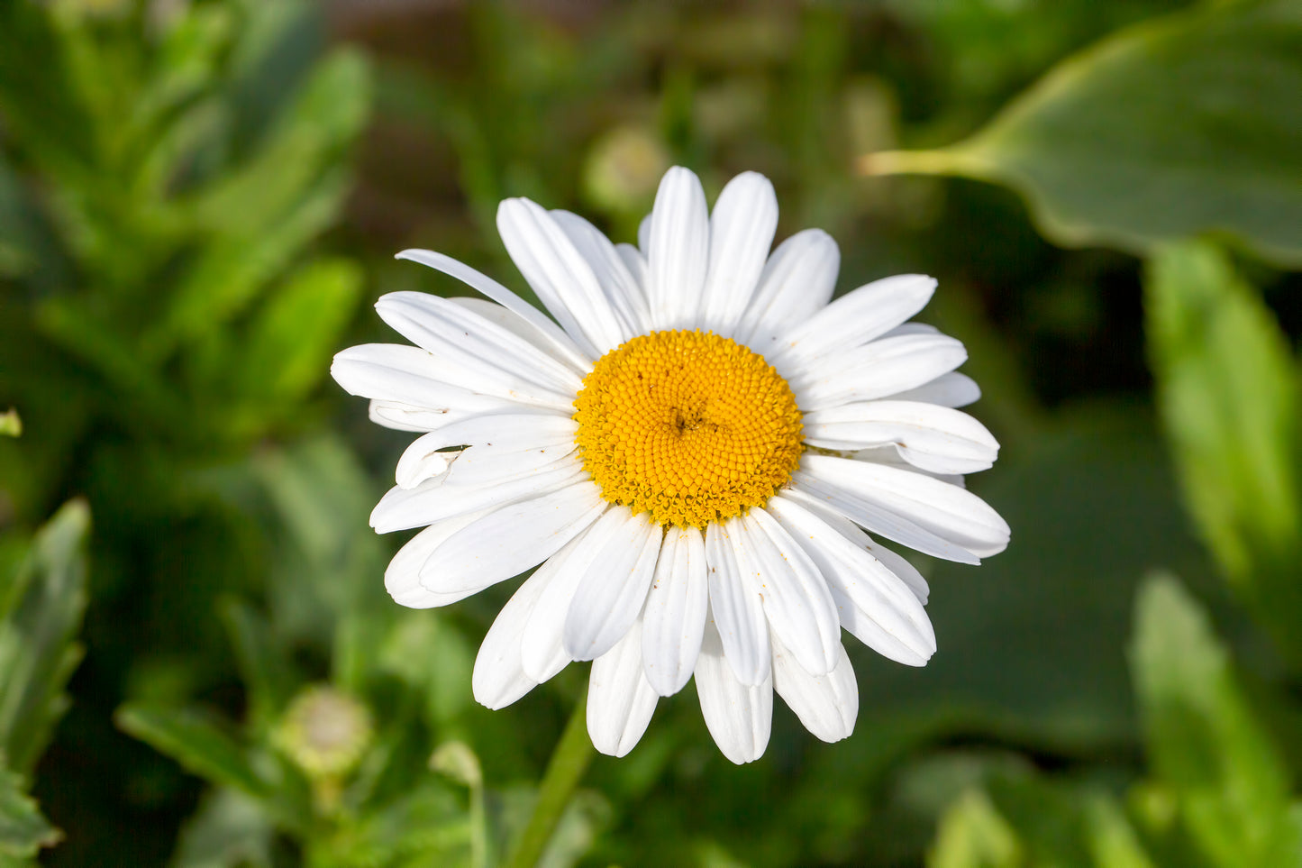 1000 DWARF White SHASTA DAISY Chrysanthemum Maximum Flower Seeds