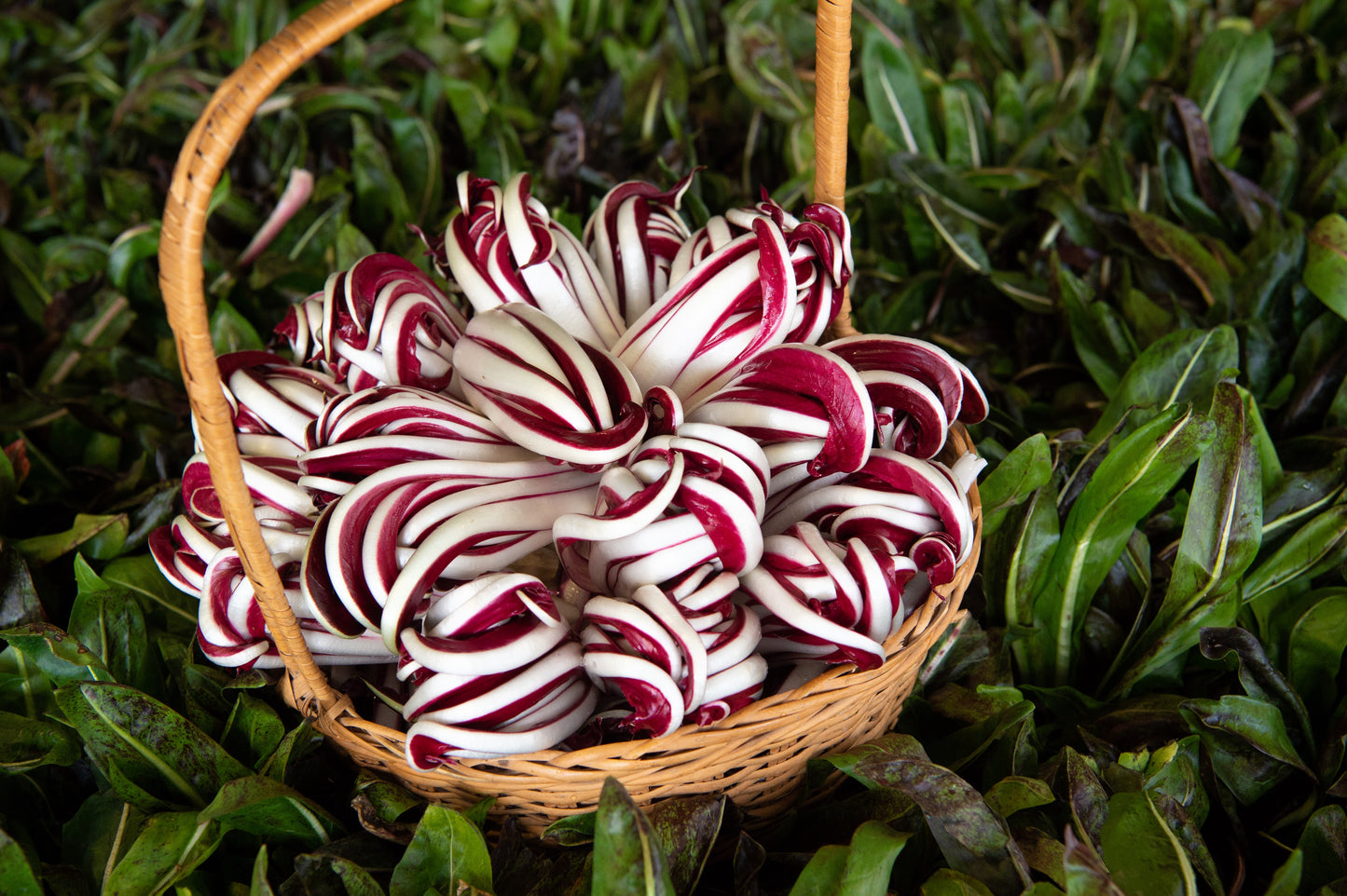 100 RADICCHIO DI TREVISO Radicchio Rose Vegetable Seeds