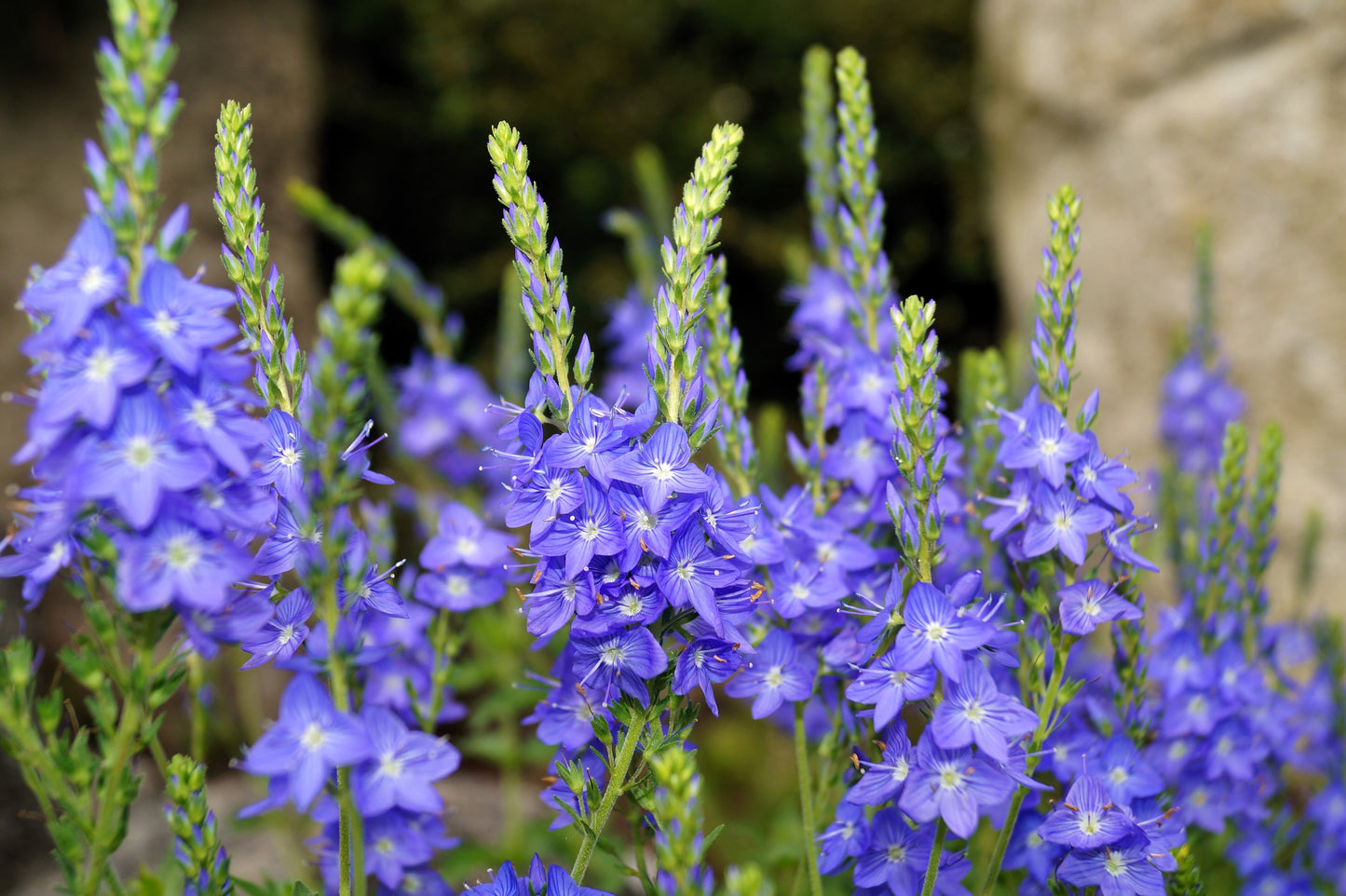 75 ROYAL BLUE SPEEDWELL Veronica Austriaca Teucrium Flower Seeds