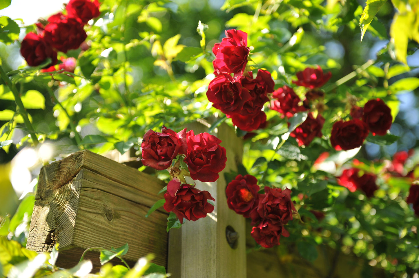 5 BURGUNDY CLIMBING ROSE Red Rosa Bush Vine Climber Fragrant Flower Seeds