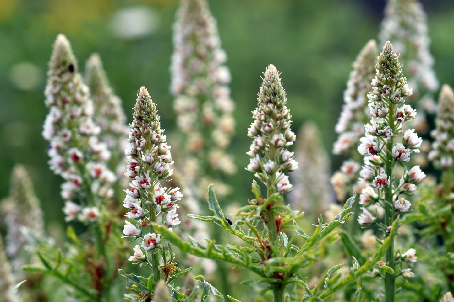 200 WHITE MIGNONETTE Reseda Alba Very FRAGRANT Flower Seeds