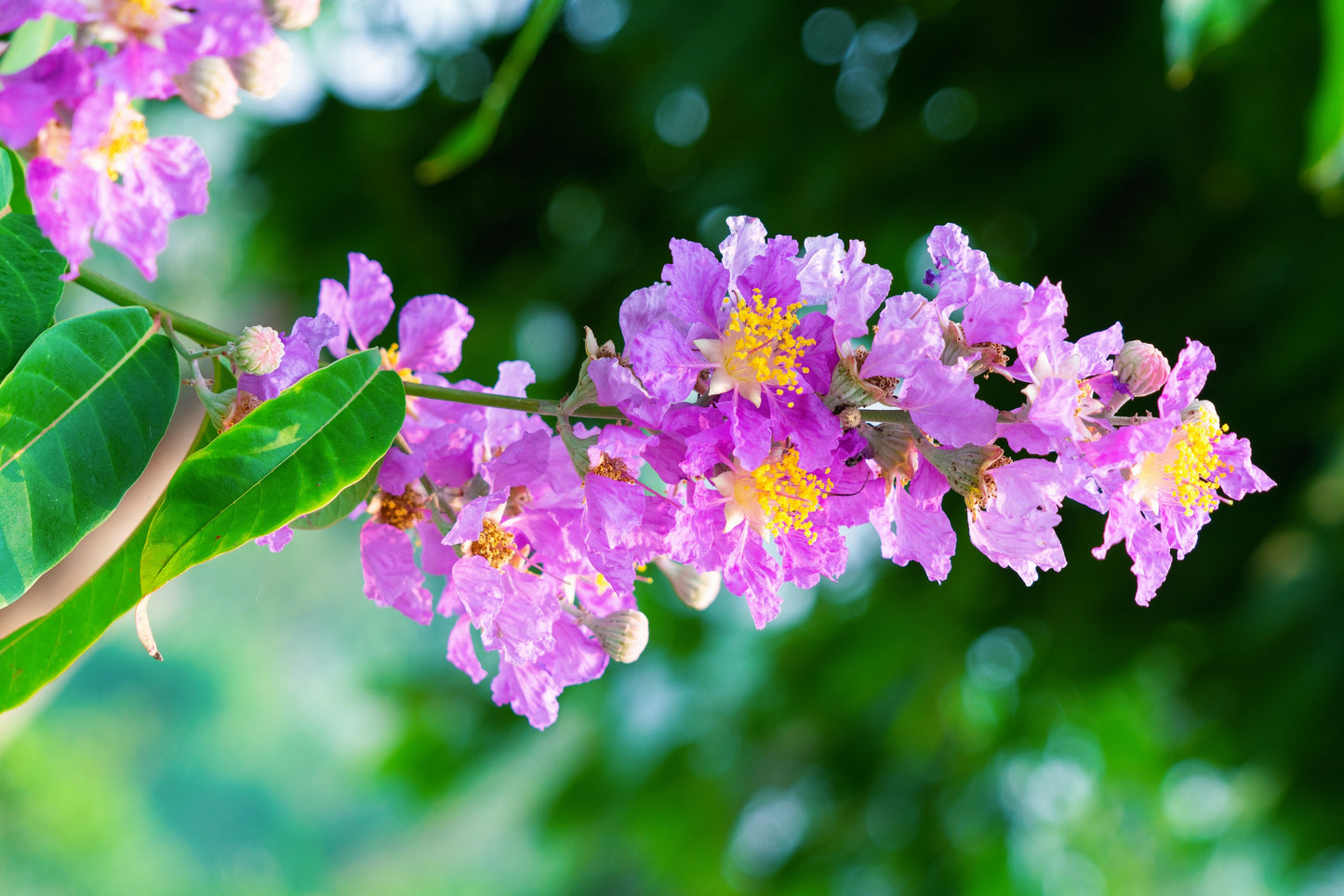 35 LILAC Light Purple CREPE MYRTLE Lagerstroemia Indica Flowering Shrub Bush Small Tree Seeds