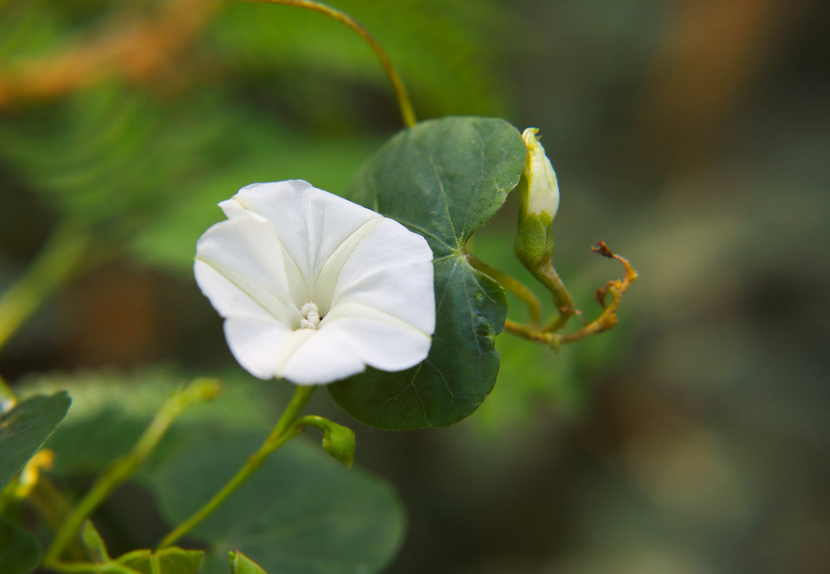 10 White CHRISTMAS VINE Turbina Flower Rivea Ipomoea Corymbosa Sun or Shade Seeds