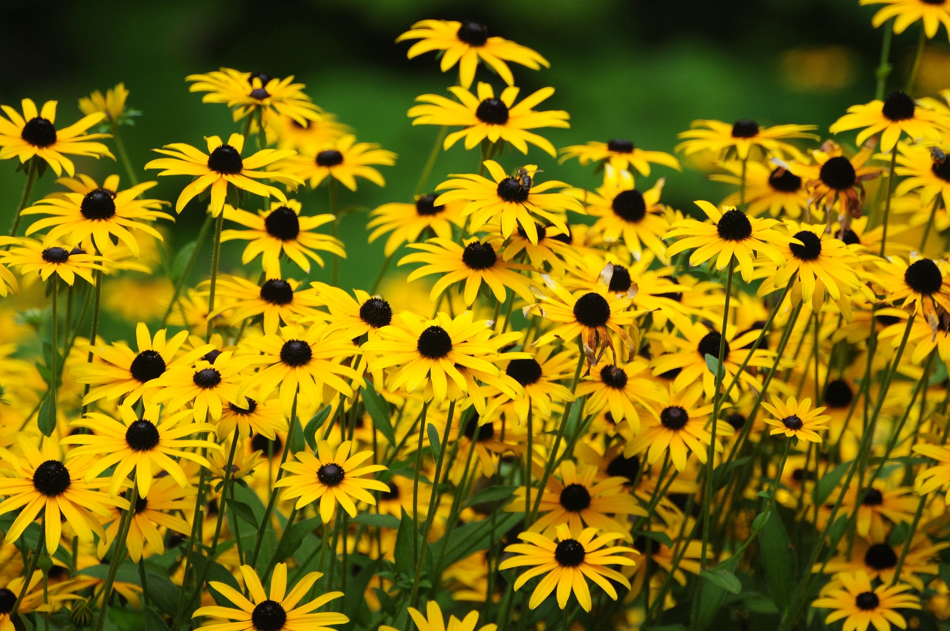black succulent yellow flower 2000 BLACK EYED SUSAN Rudbeckia Hirta Yellow Heirloom Native Flower Se – Seedville USA