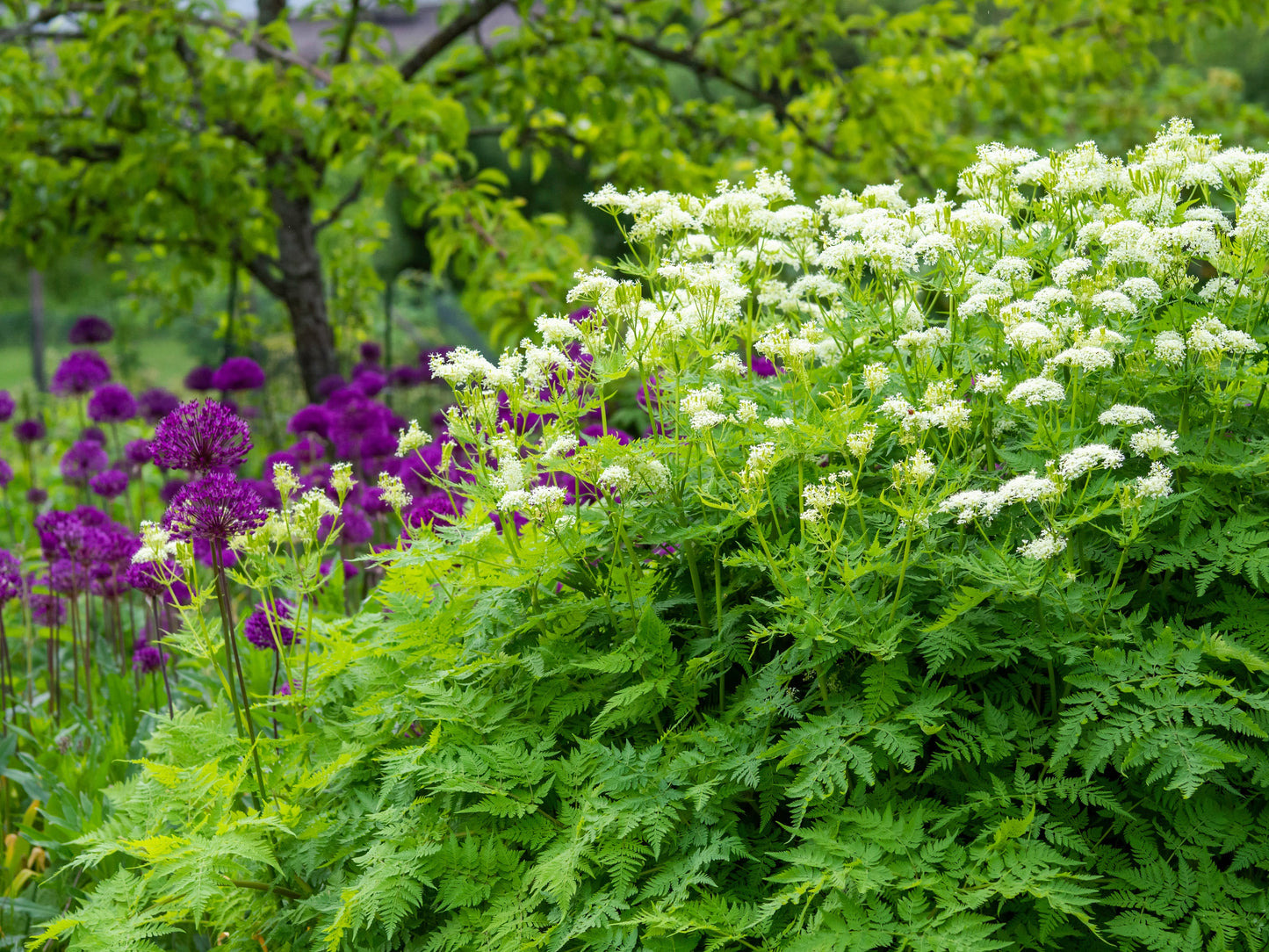 plant with licorice flavored seeds 20 SWEET CICELY Myrrhis Odorata Herb Fragrant Flower Licorice Flavor S – Seedville USA