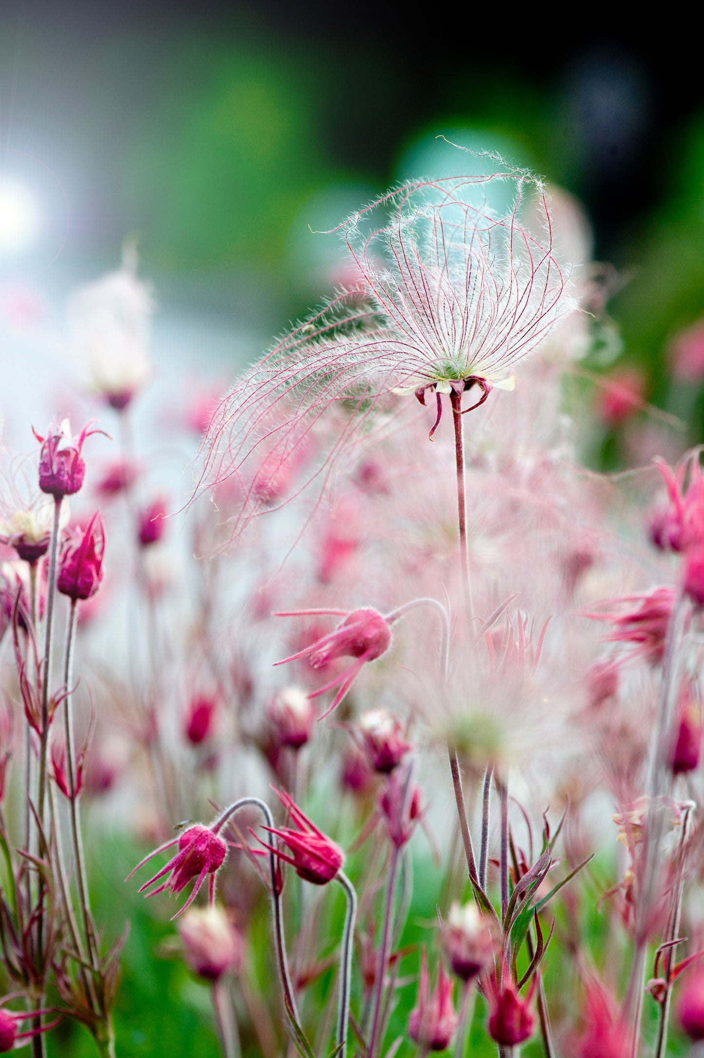 25 PRAIRIE SMOKE Geum Triflorum Purple Prairie Avens Pink Flower Seeds