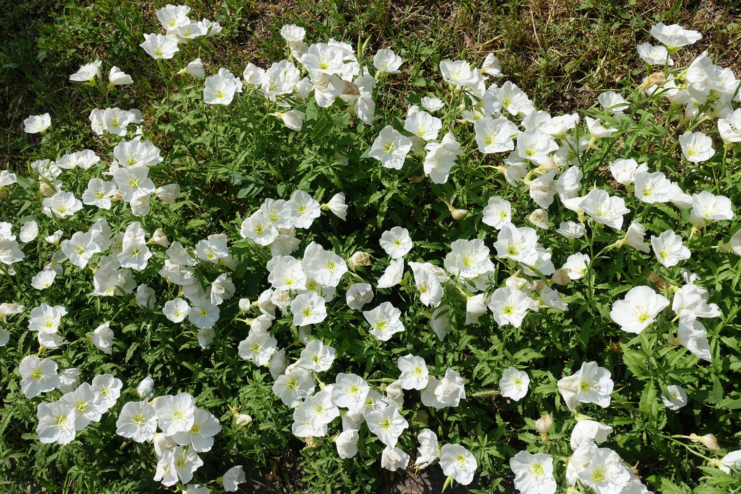 250 WHITE Pale EVENING PRIMROSE (White Buttercup / Sundrops) Oenothera Pallida Flower Seeds