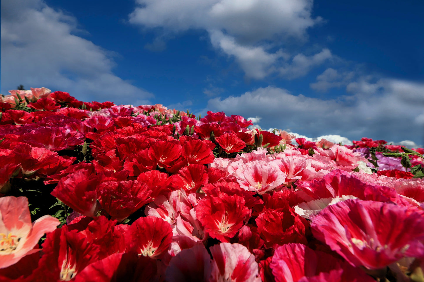 500 MIXED COLORS GODETIA Clarkia Amoena Flower Seeds