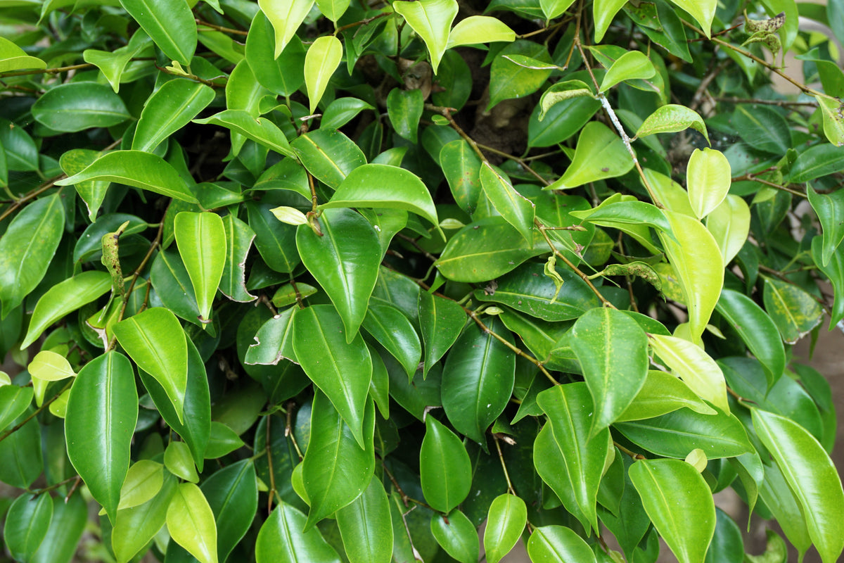 50 WEEPING FIG Ficus Benjamina Benjamin Indian Rubber Tree Houseplant ...