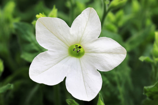 100 Organic WHITE NICOTIANA Flowering TOBACCO Nicotiana Alata Seeds