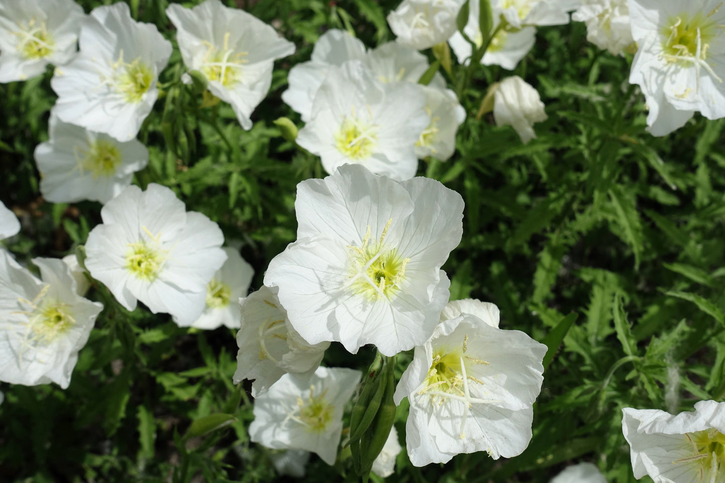 250 WHITE Pale EVENING PRIMROSE (White Buttercup / Sundrops) Oenothera Pallida Flower Seeds