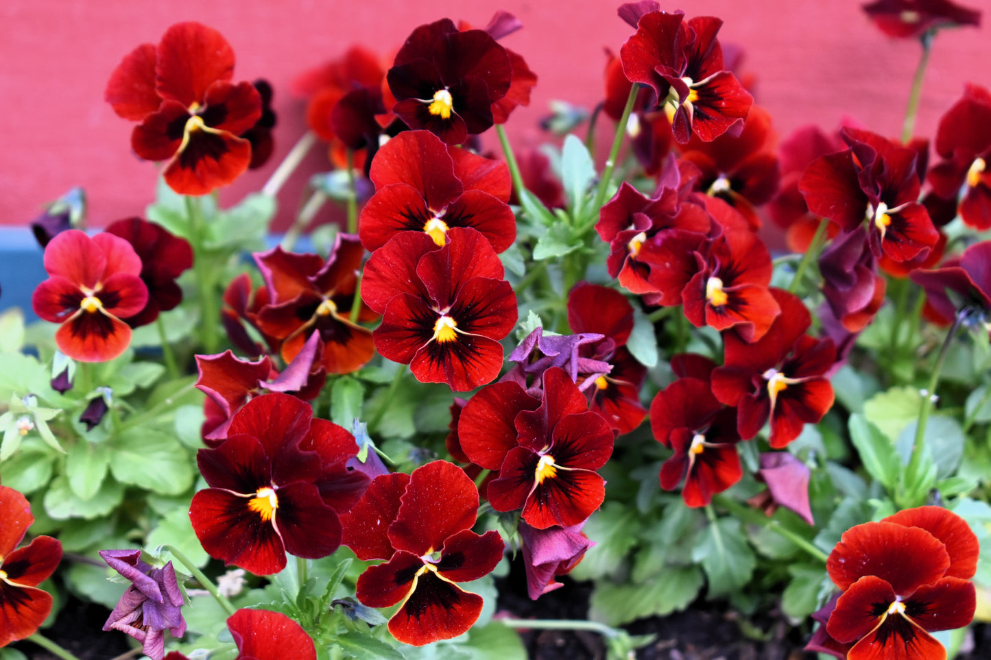 50 RED & BROWN PANSY Swiss Giant Violet Viola Wittrockiana Flower Seeds