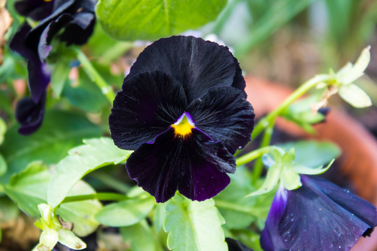 50 BLACK PANSY Clear Crystals Viola Wittrockiana Flower Seeds