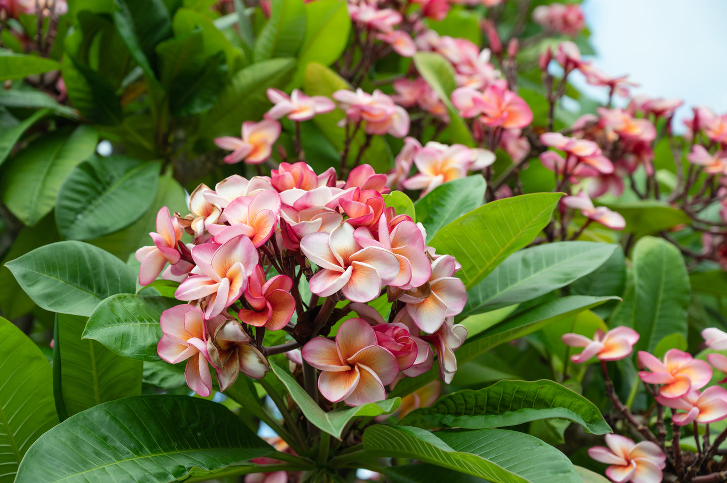 10 MIXED COLORS PLUMERIA Seeds - Lei Flower Frangipani Mix Fragrant Shrub Small Tree Pink Red Yellow White Peach Two Tone