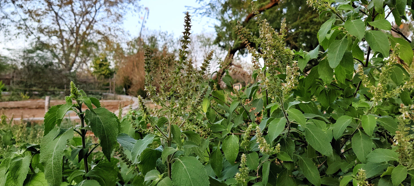 500 CLOVE BASIL Ocimum Basilicum Herb Flower Seeds