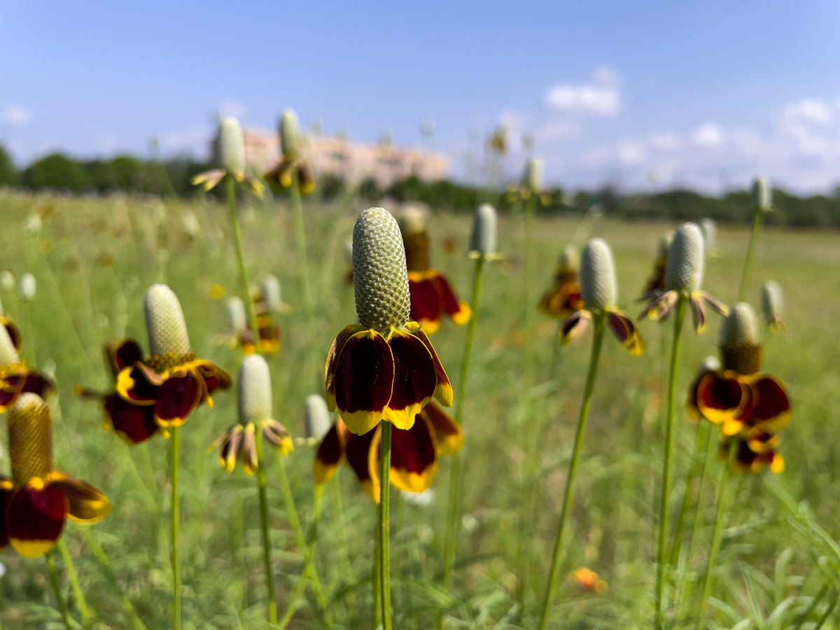 500 MEXICAN HAT Ratibida Columnaris Columnifera Red & Yellow Native Flower Seeds