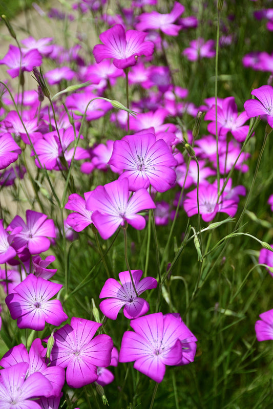 50 Milas ROSE CORN COCKLE Agrostemma Githago Pink Flower Seeds