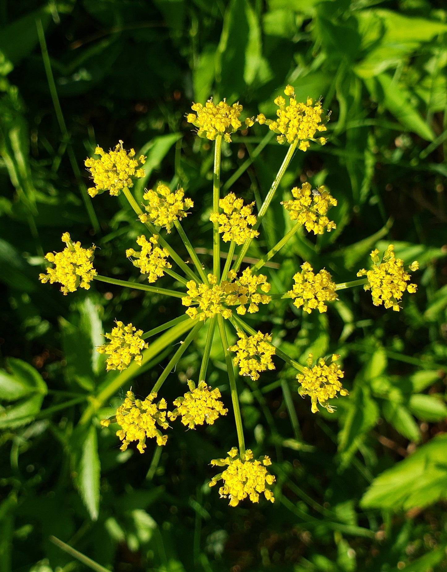 150 GOLDEN ALEXANDER (Golden Zizia / Meadow Zizia) Zizia Aurea Flower Seeds