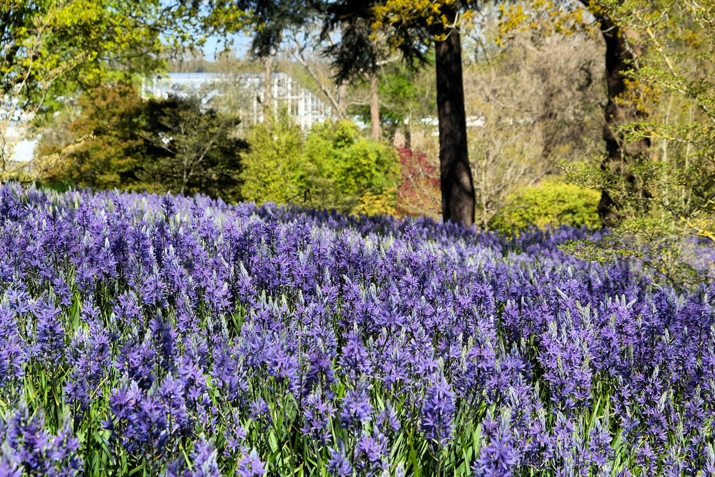 30 BLUE CAMAS Camass Lily Wild Indian Hyacinth Camassia Quamash Flower Herb Seeds