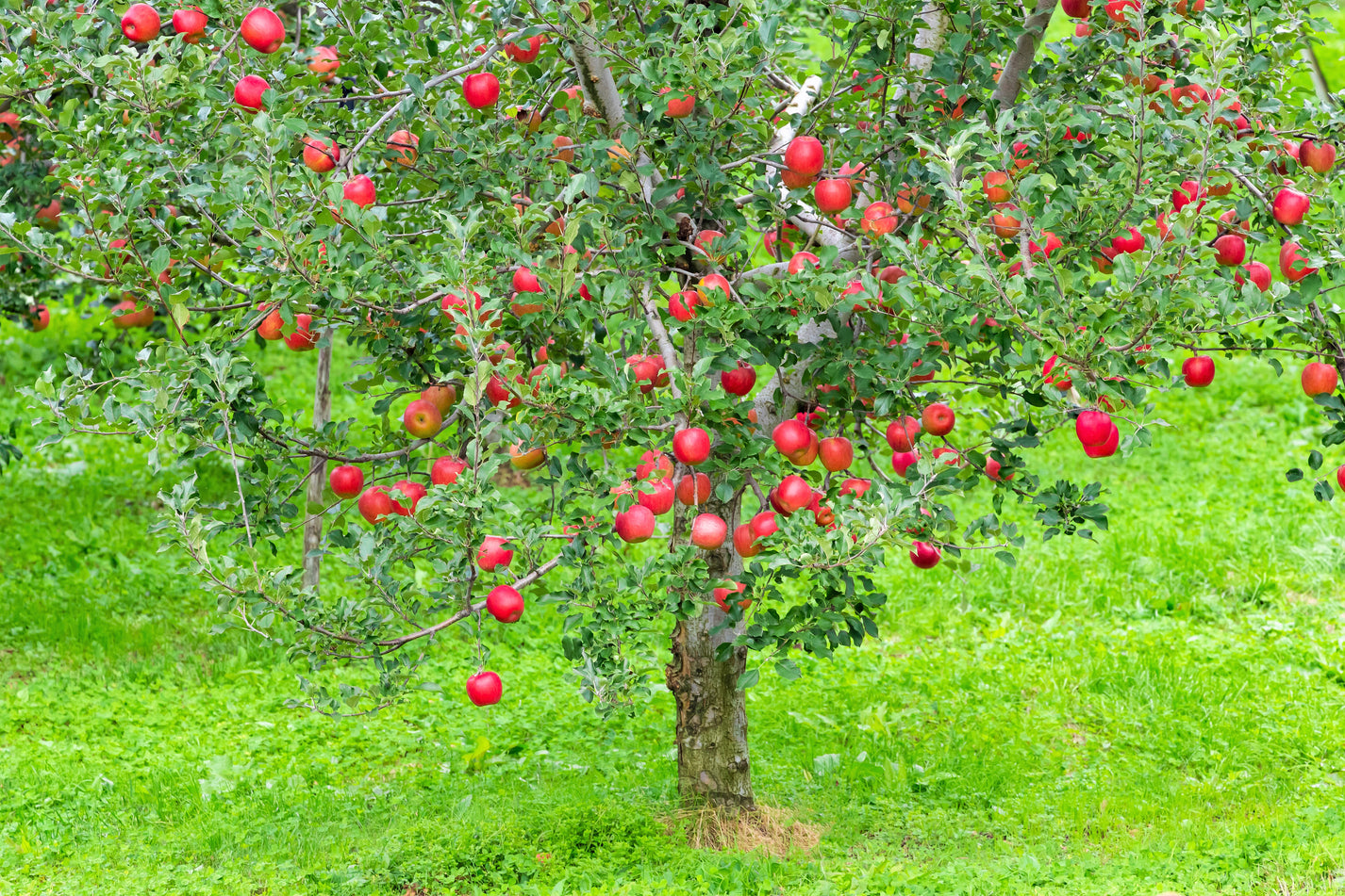 25 PARADISE APPLE Red Delicious Common Malus Pumila Domestica Fruit Tr ...