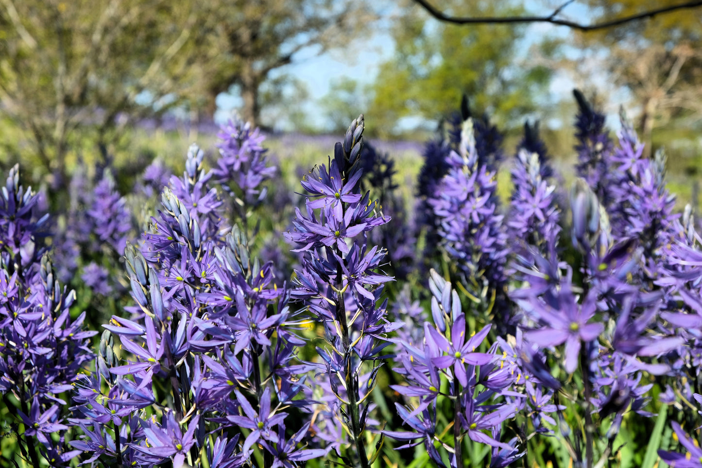 30 BLUE CAMAS Camass Lily Wild Indian Hyacinth Camassia Quamash Flower Herb Seeds